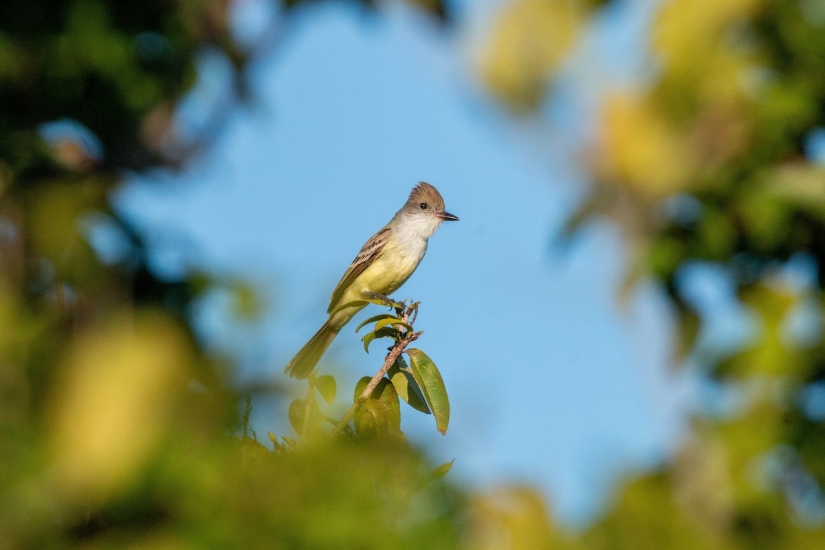 Brown-crested Flycatcher - ML640146113