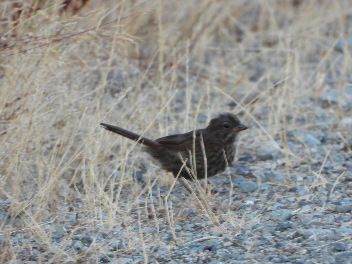 Song Sparrow - ML640146121