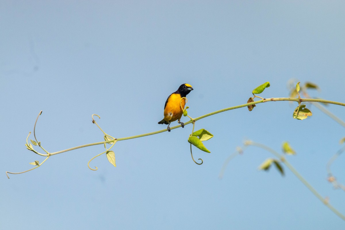Purple-throated Euphonia - ML640146141