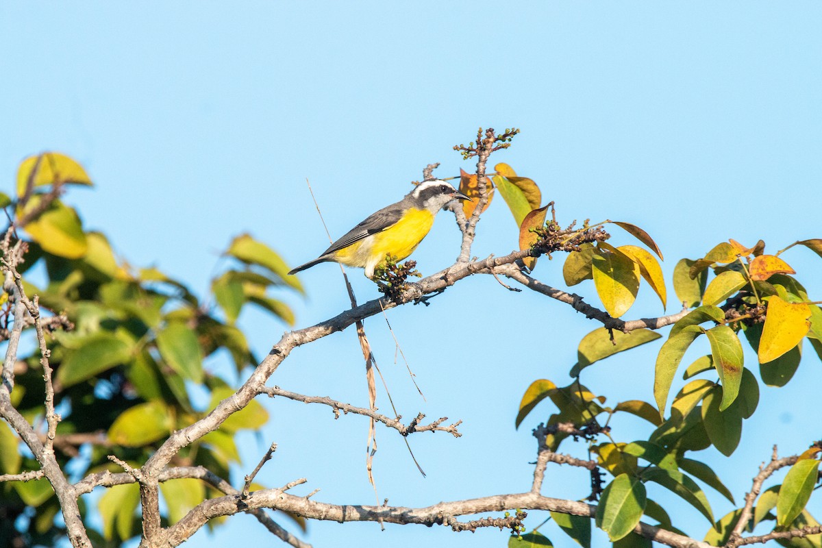 Bananaquit - ML640146147