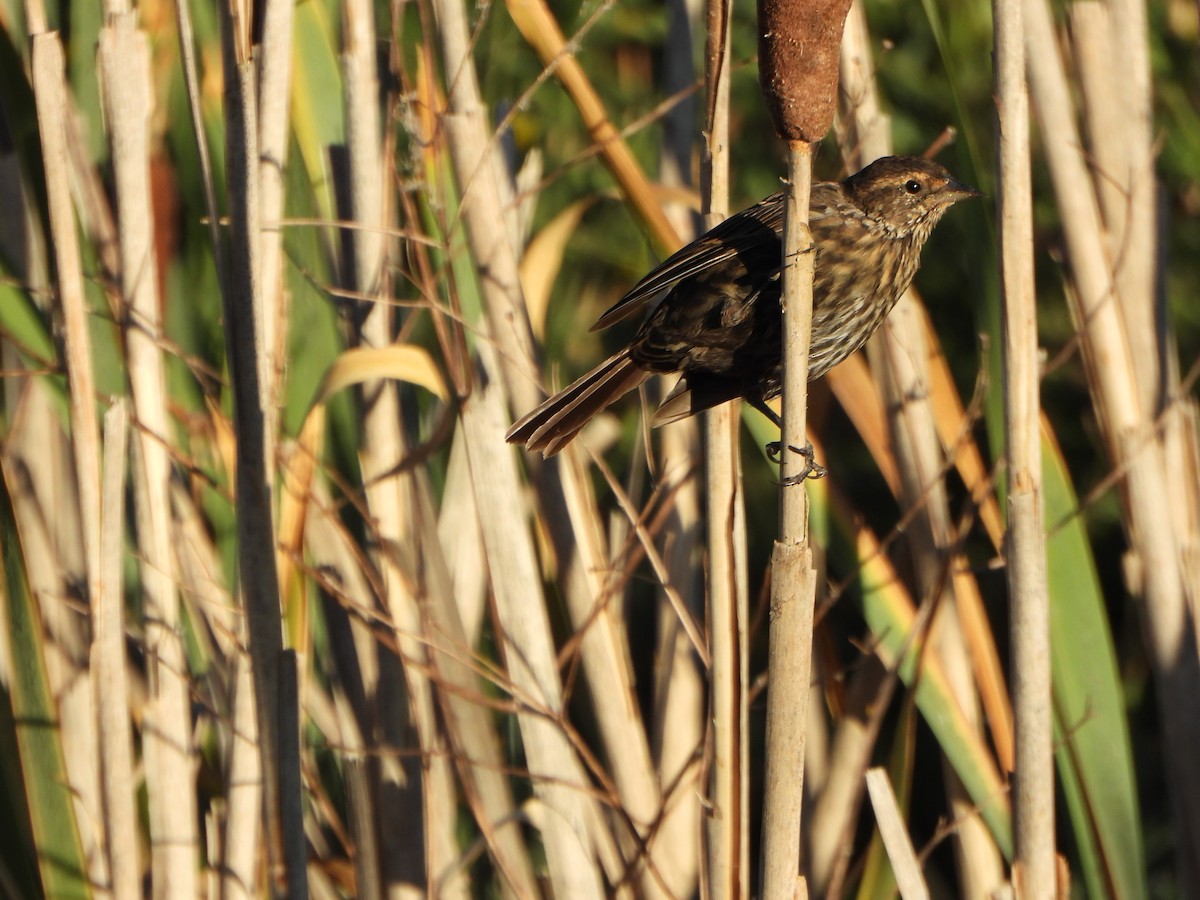 Red-winged Blackbird - ML640146148
