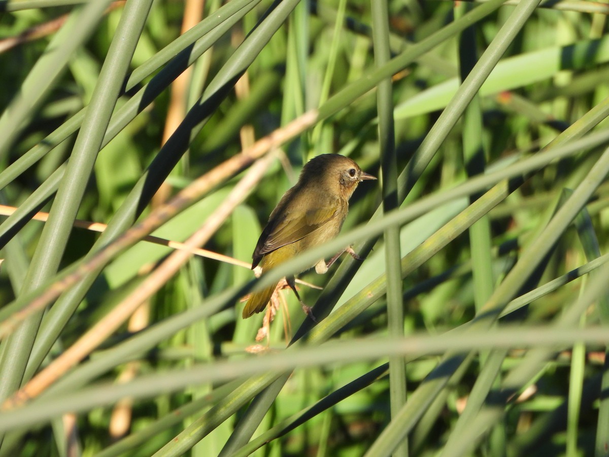 Common Yellowthroat - ML640146163