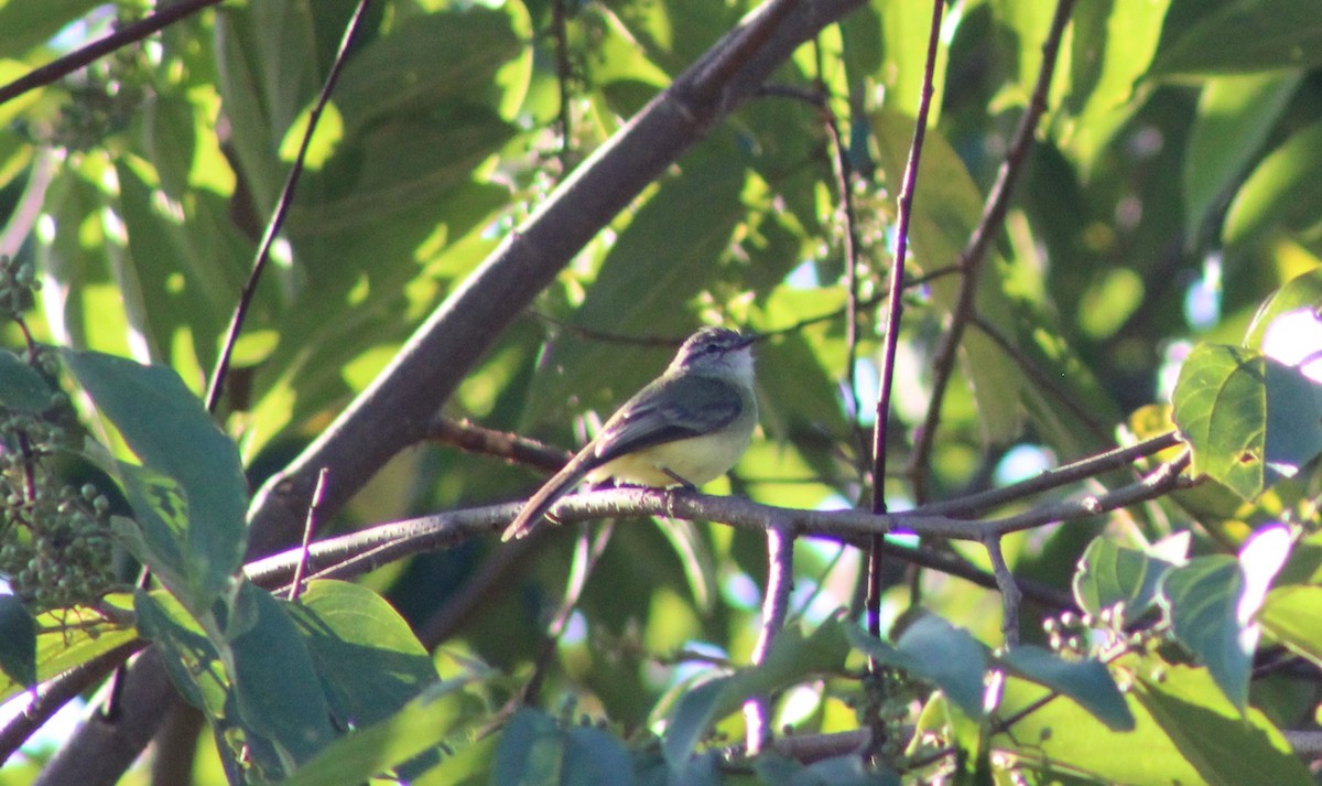 Sooty-headed Tyrannulet - ML640146167