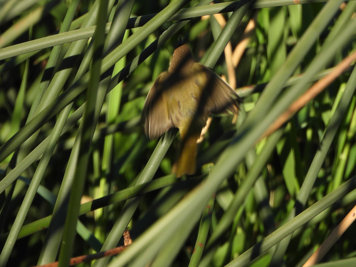 Common Yellowthroat - ML640146171