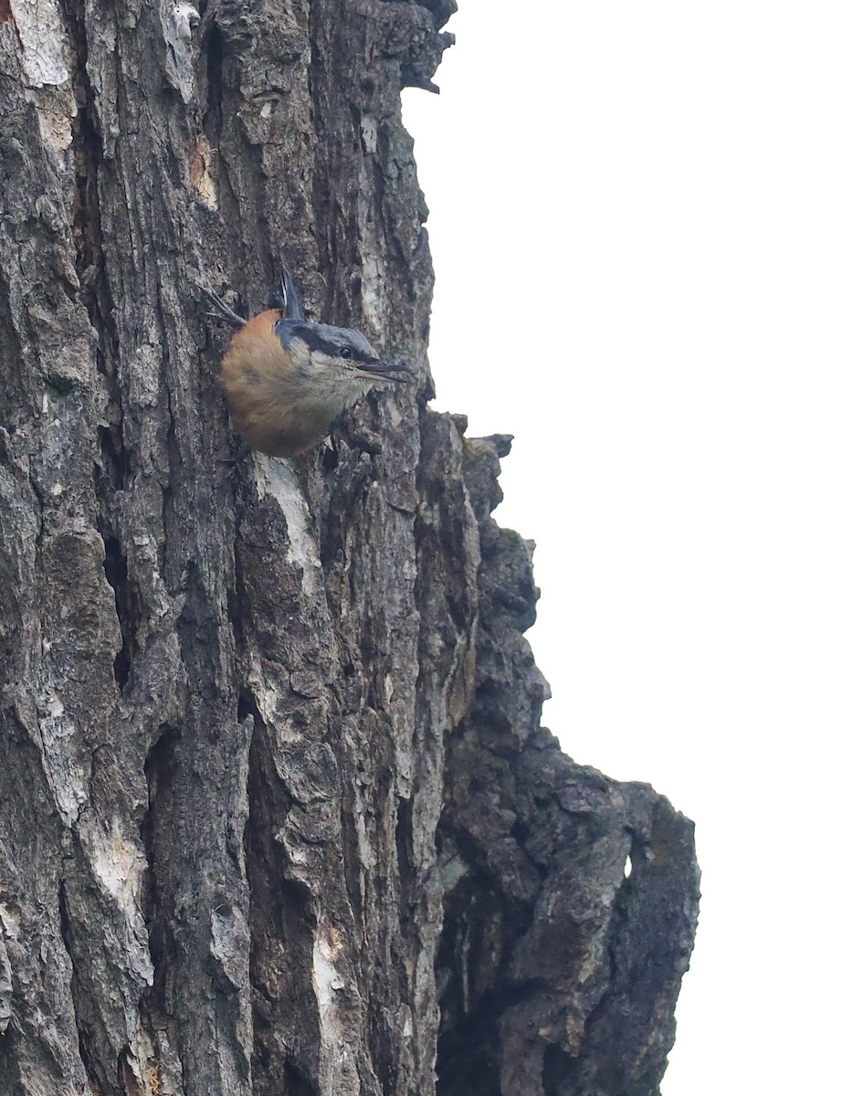 Kashmir Nuthatch - ML640146175