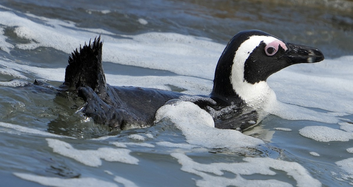 African Penguin - ML640146219