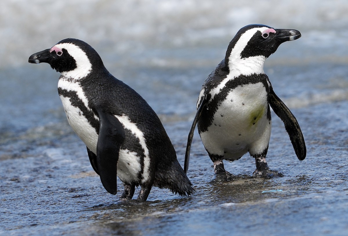 African Penguin - ML640146220