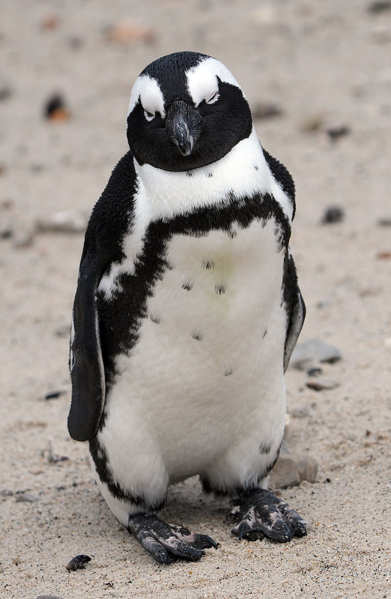 African Penguin - ML640146221