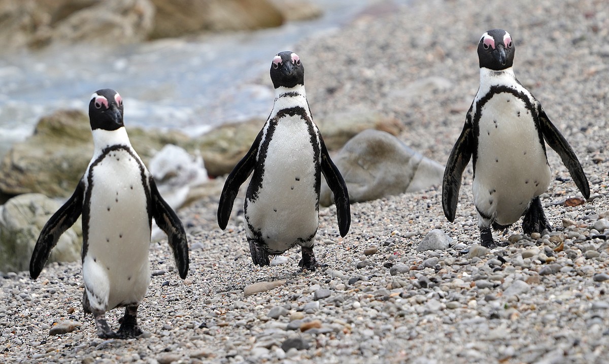African Penguin - ML640146222