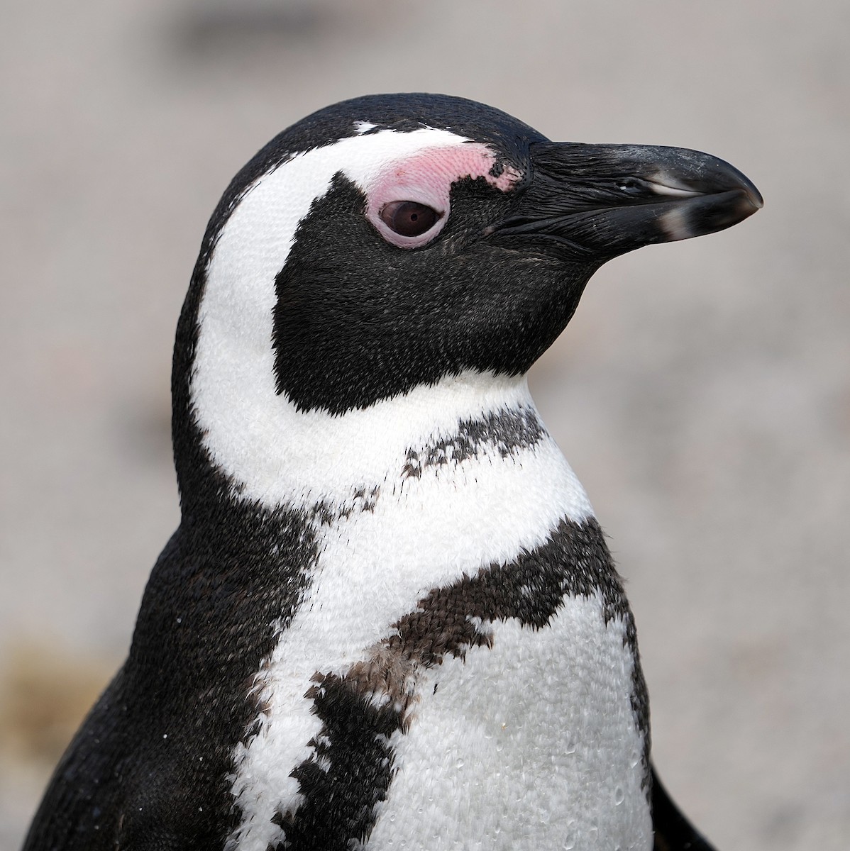 African Penguin - ML640146223