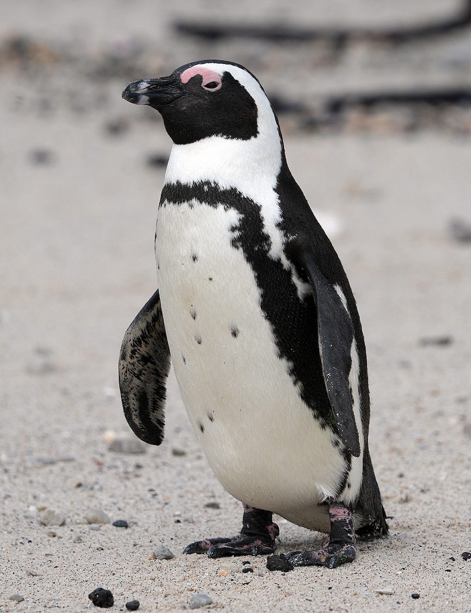 African Penguin - ML640146224
