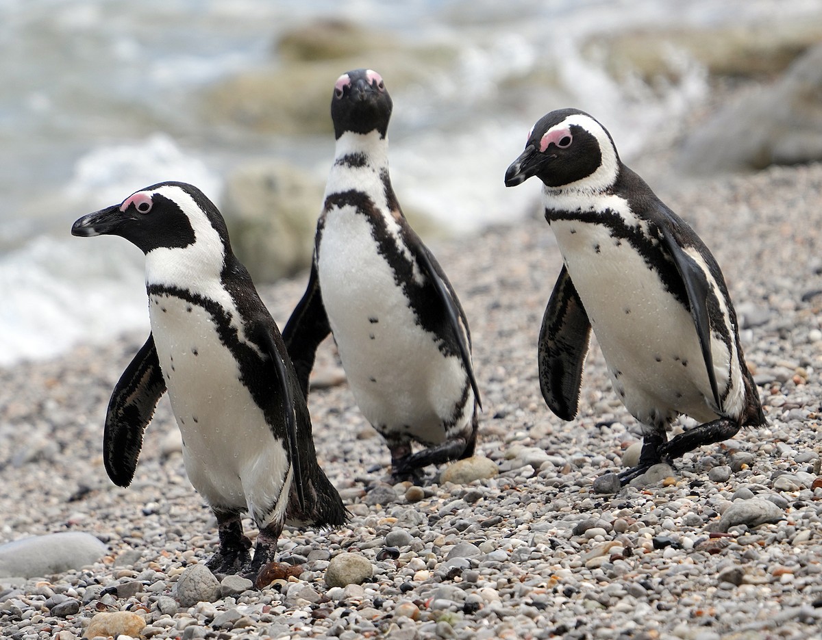 African Penguin - ML640146225