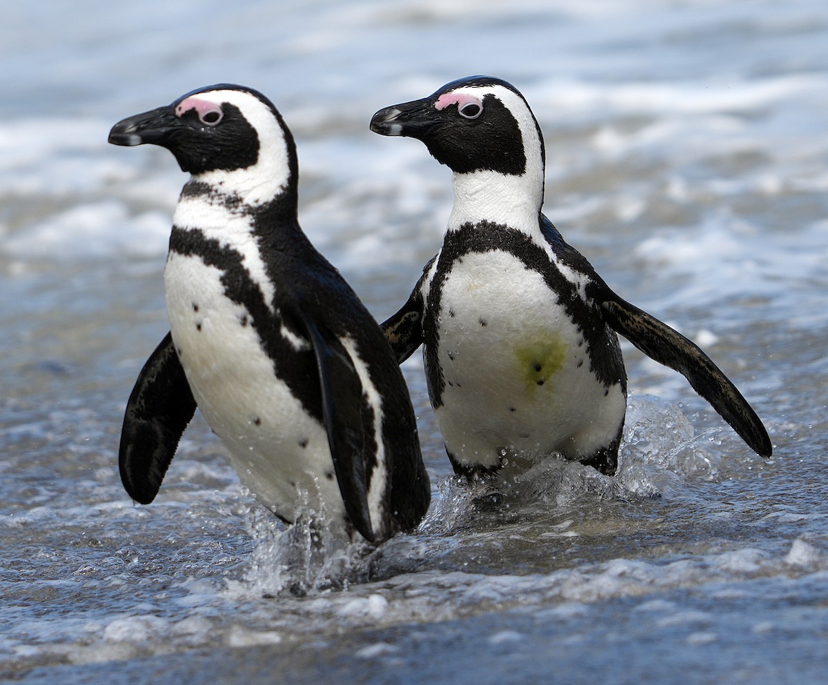 African Penguin - ML640146226
