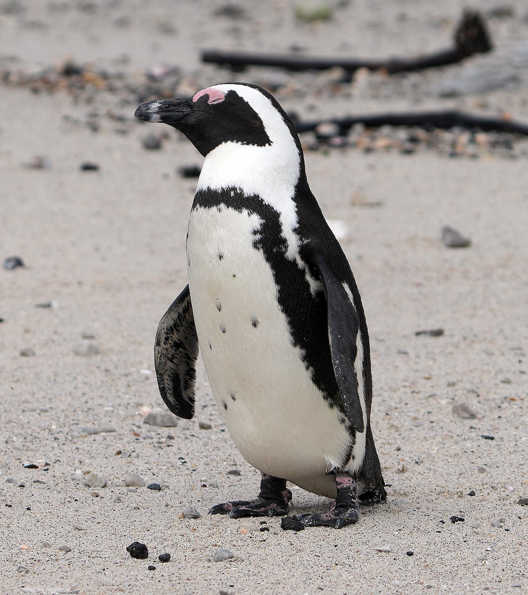 African Penguin - ML640146227