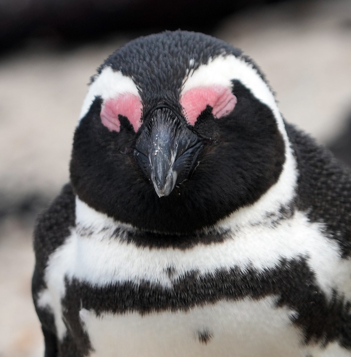 African Penguin - ML640146228