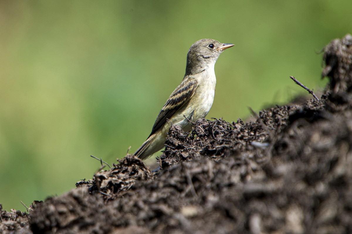 Willow Flycatcher - ML640146351
