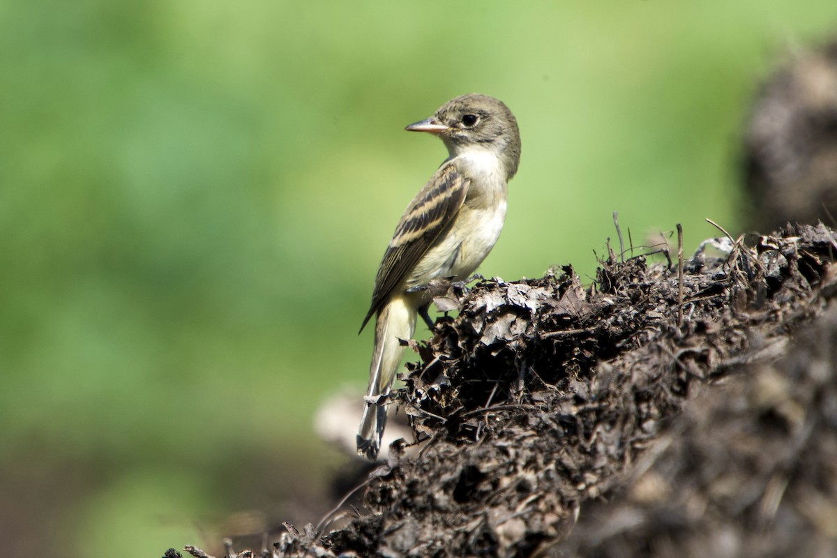 Willow Flycatcher - ML640146352
