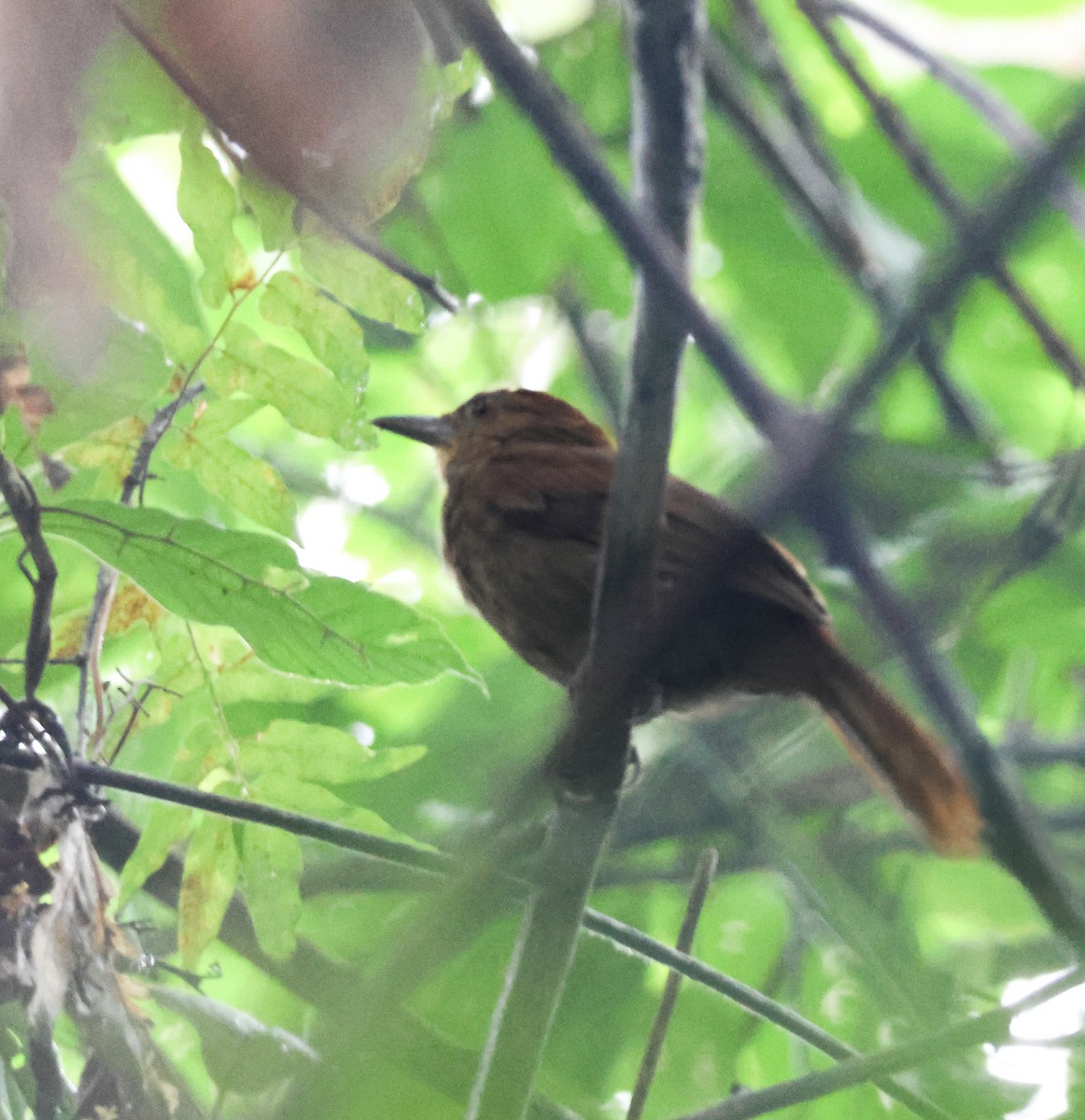Chestnut-crowned Foliage-gleaner - ML640146378