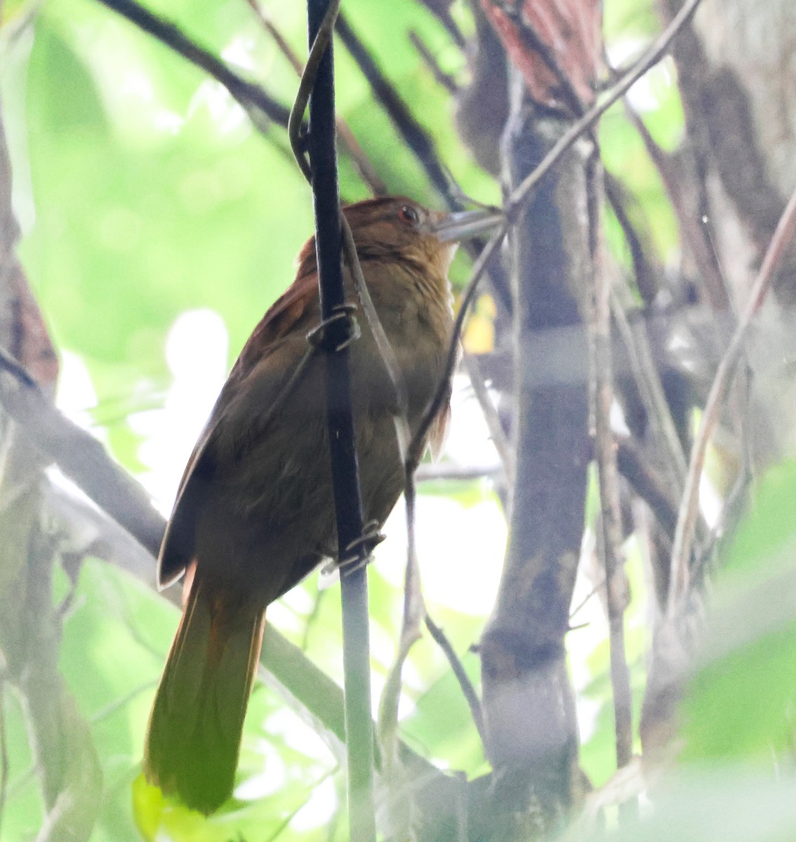 Chestnut-crowned Foliage-gleaner - ML640146379