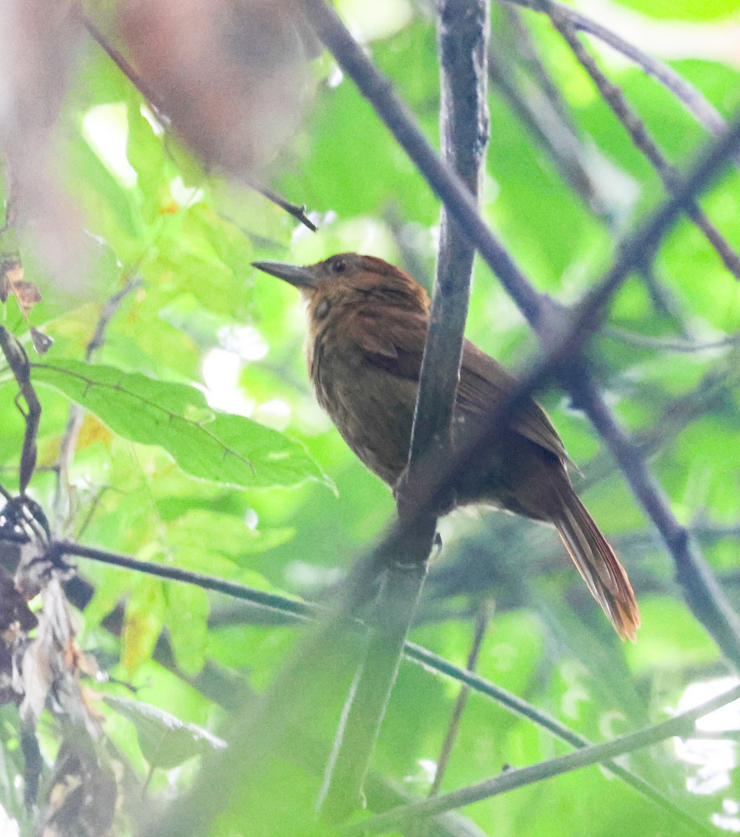 Chestnut-crowned Foliage-gleaner - ML640146380