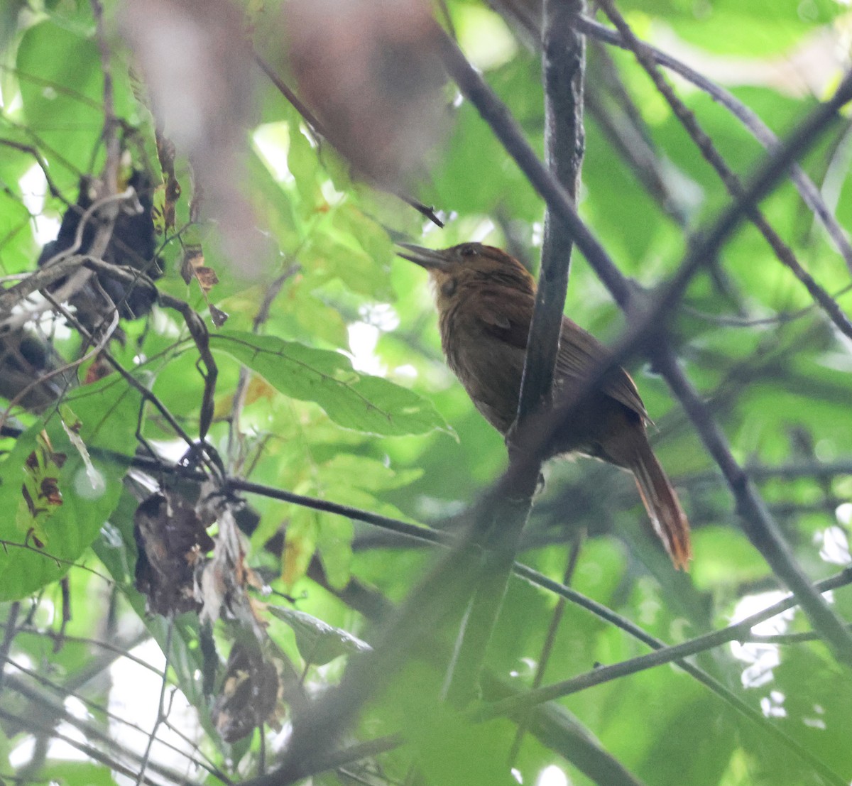 Chestnut-crowned Foliage-gleaner - ML640146381