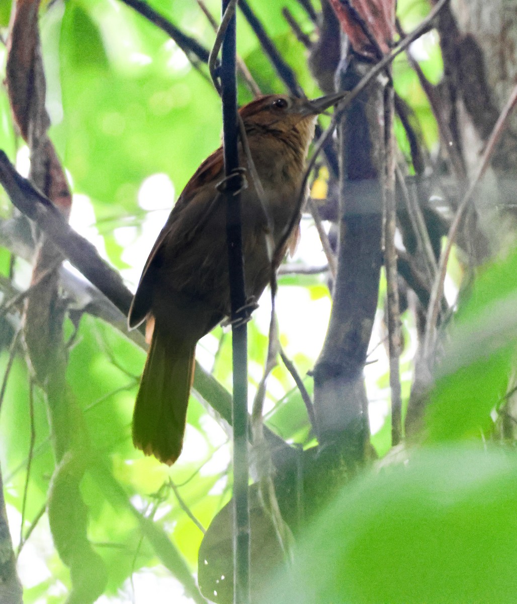 Chestnut-crowned Foliage-gleaner - ML640146383