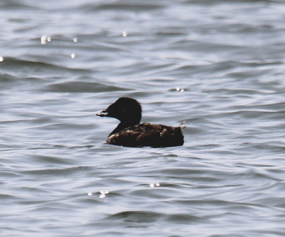 Surf Scoter - ML640146534