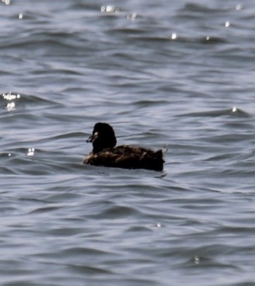 Surf Scoter - ML640146539