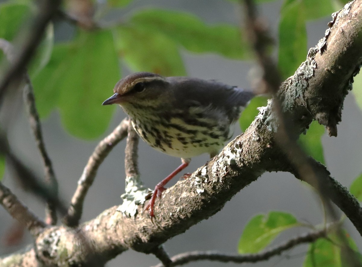 Northern Waterthrush - ML640146554