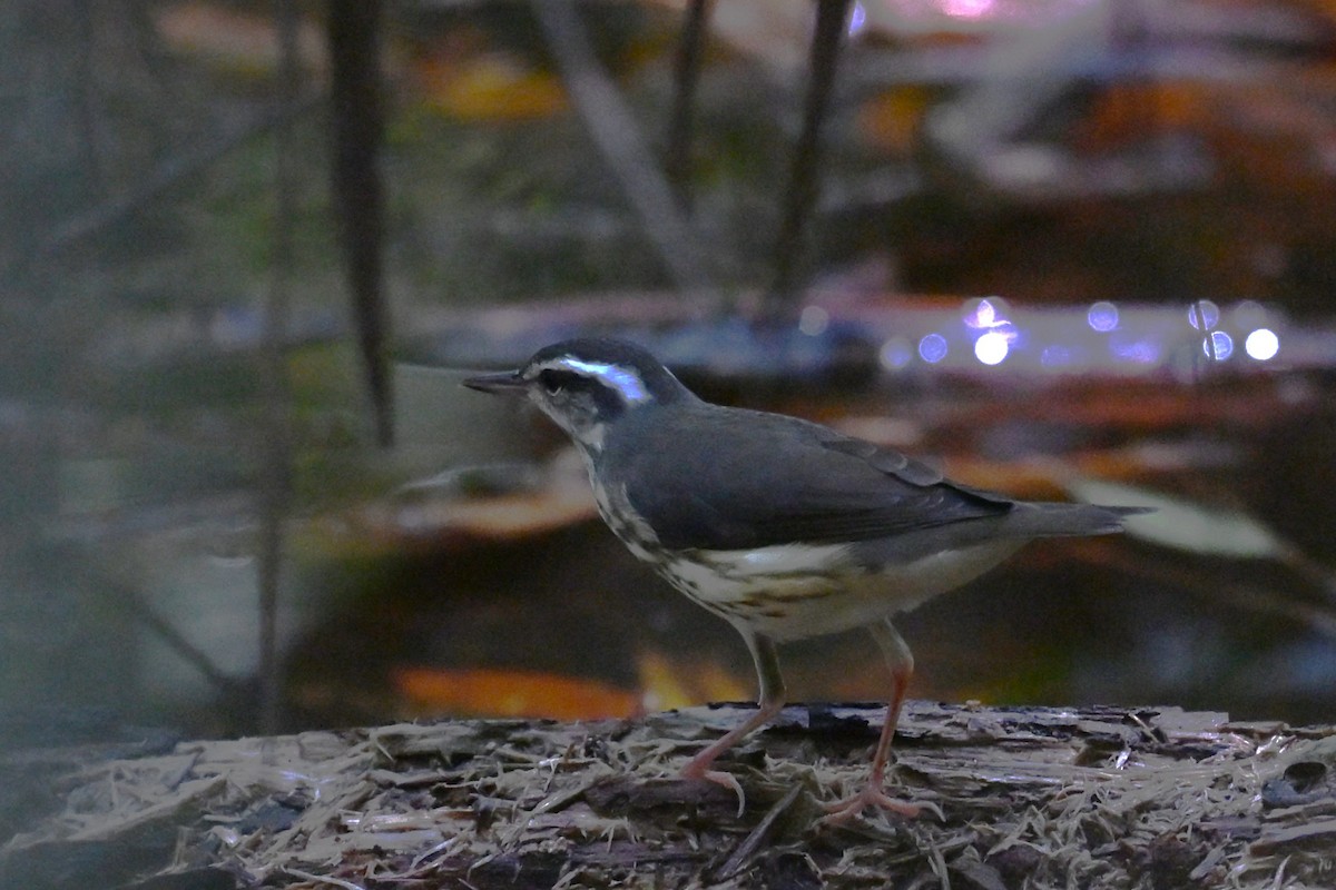 Louisiana Waterthrush - ML640146568