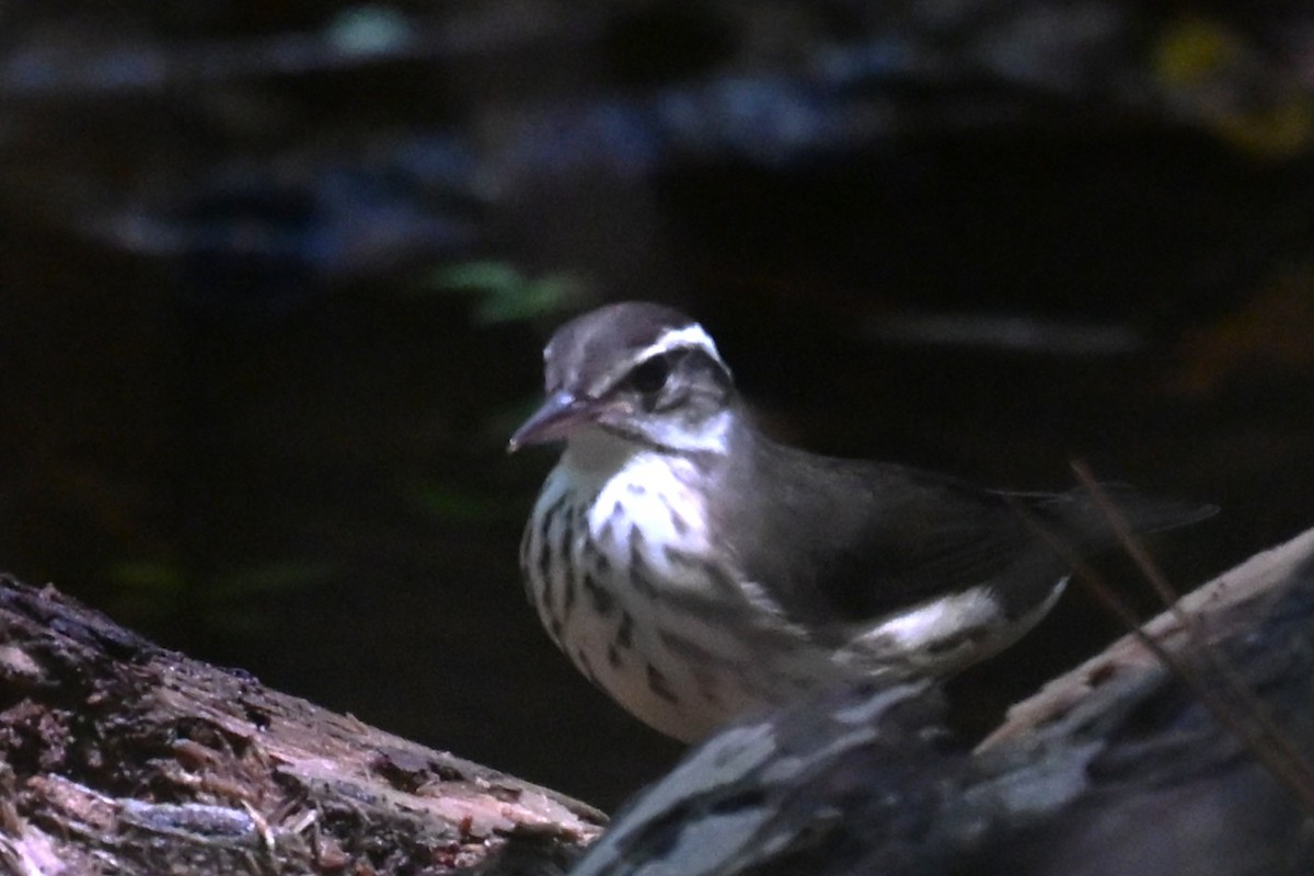 Louisiana Waterthrush - ML640146569