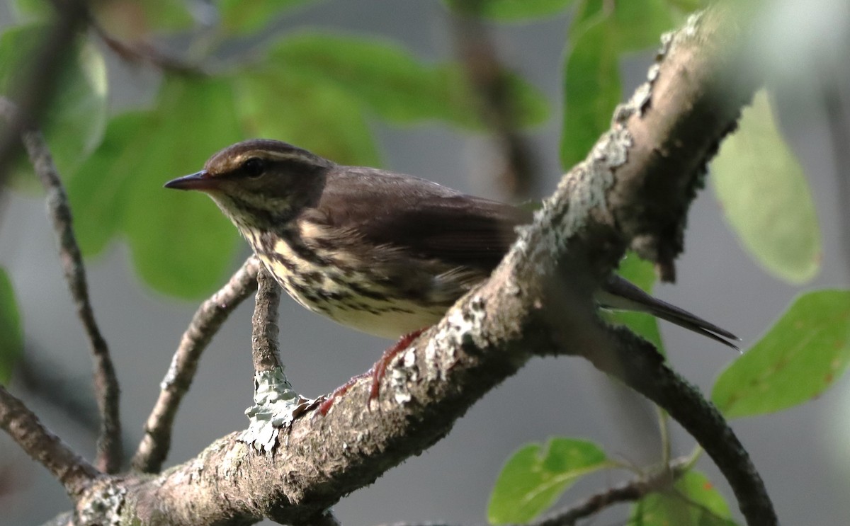 Northern Waterthrush - ML640146571