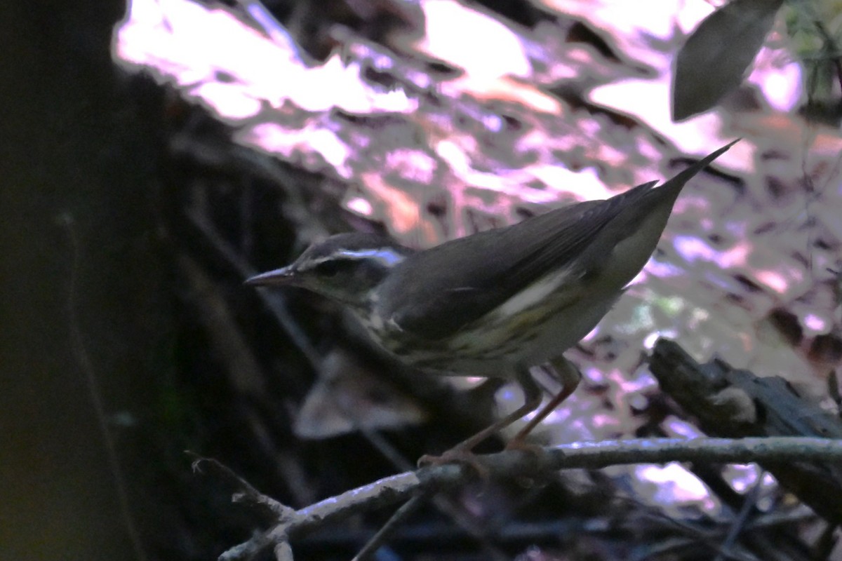 Louisiana Waterthrush - ML640146572