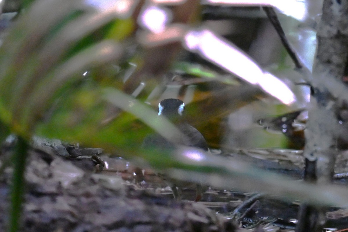 Louisiana Waterthrush - ML640146574