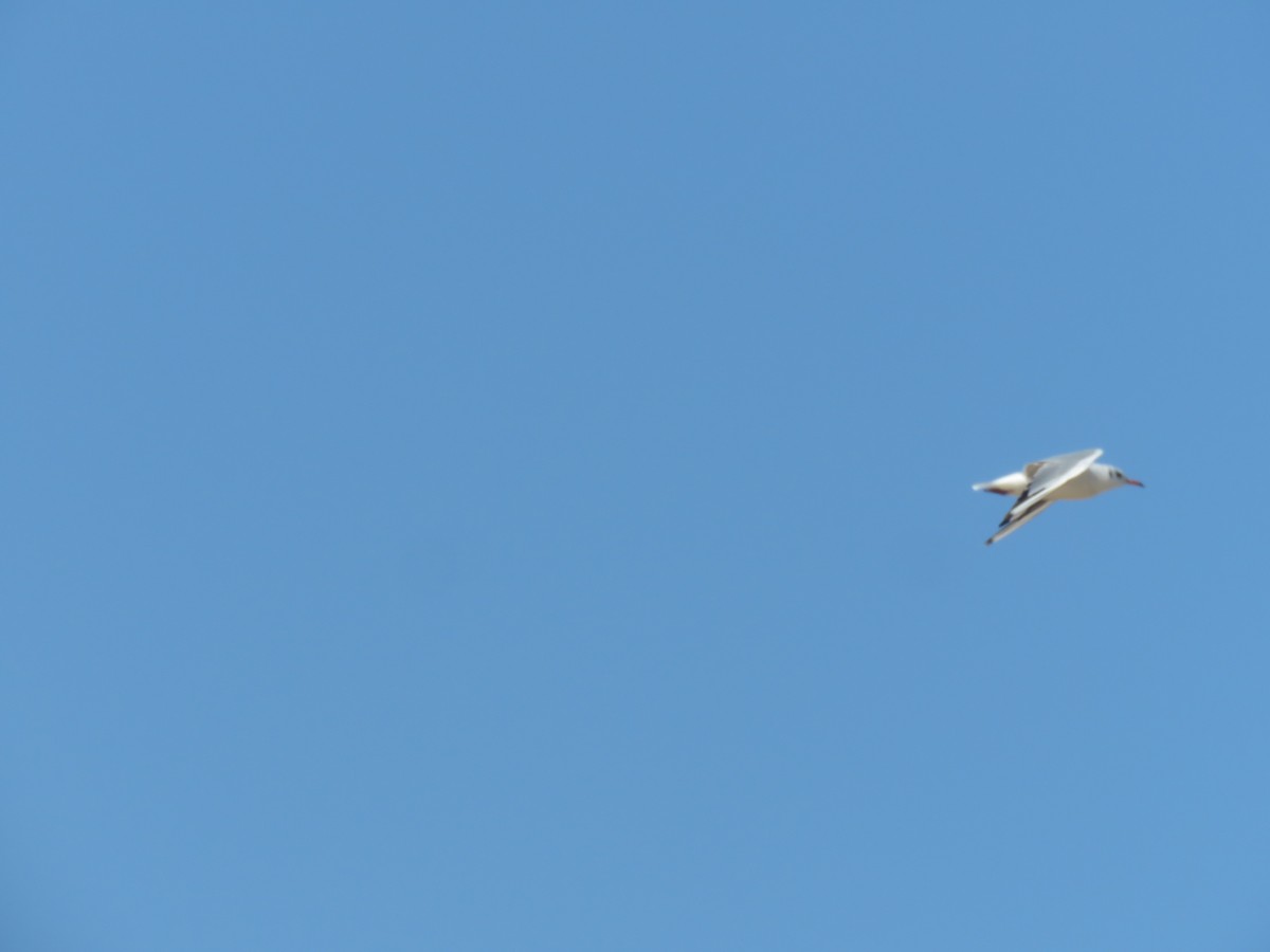 Mouette rieuse - ML640146620