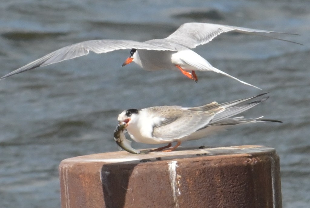 Эгэл хараалай - ML640146625