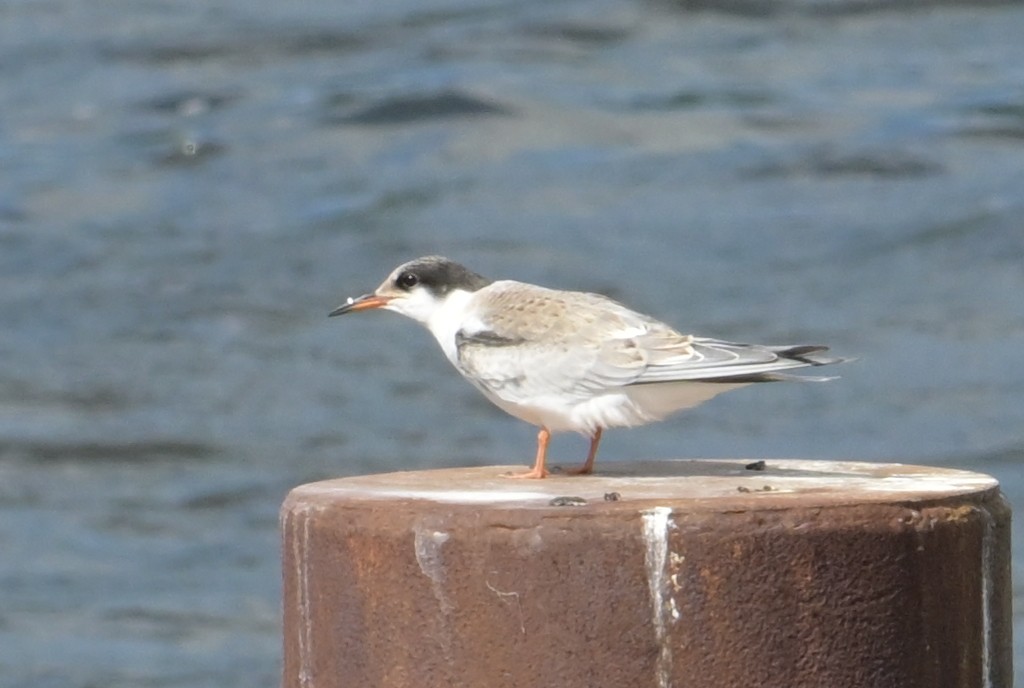 Эгэл хараалай - ML640146626