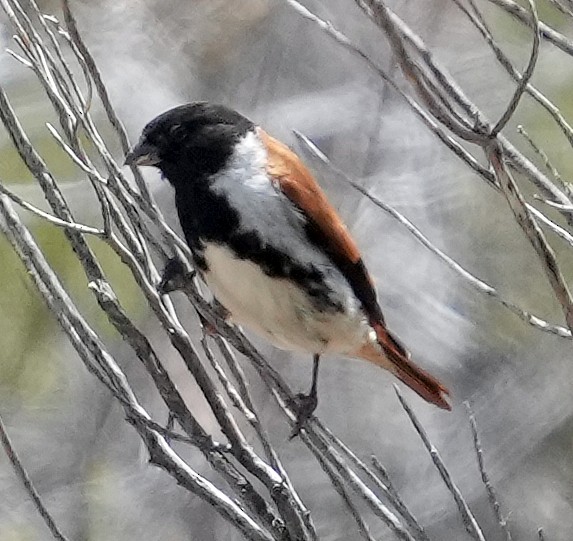 Black-headed Canary (Black-headed) - ML640146687