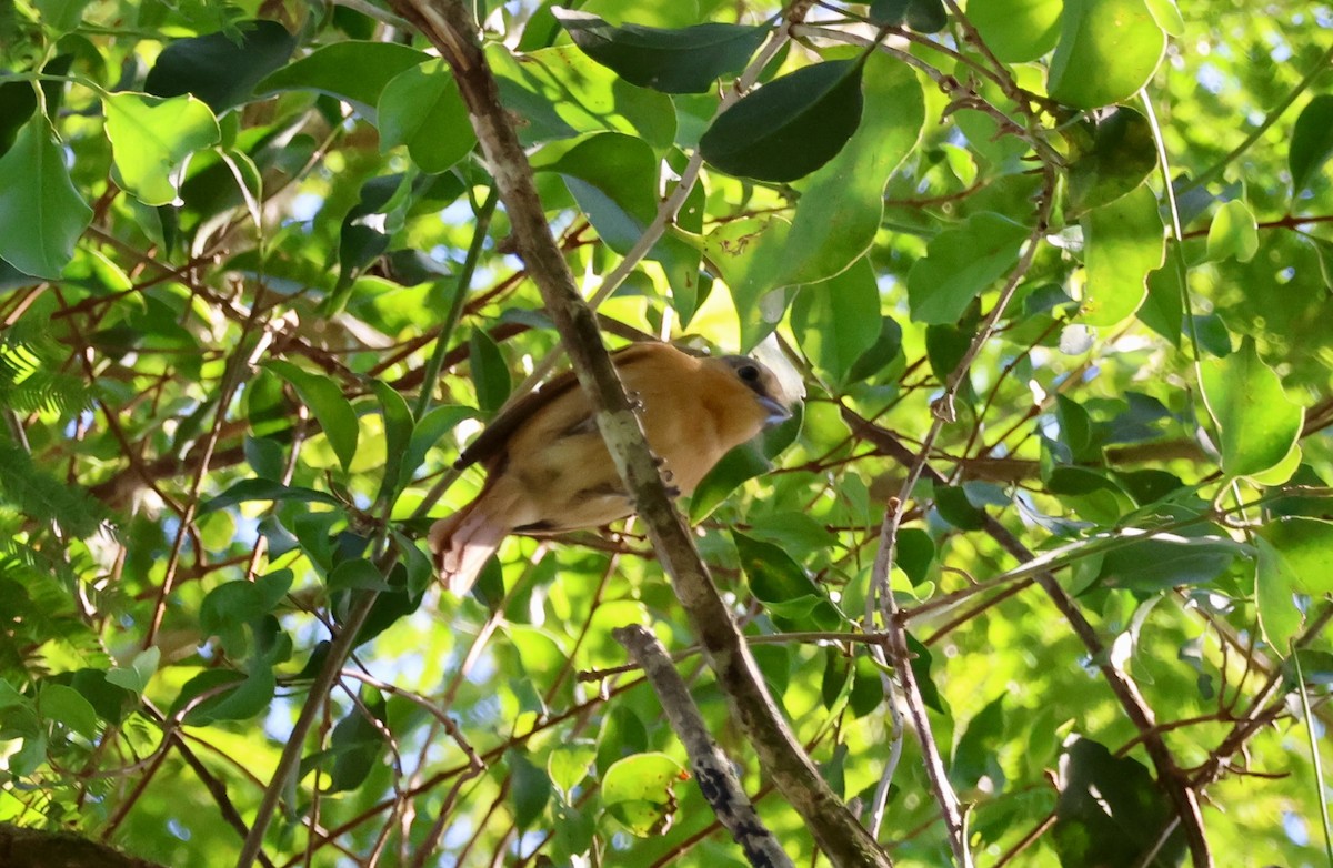 Chestnut-crowned Becard - ML640146762