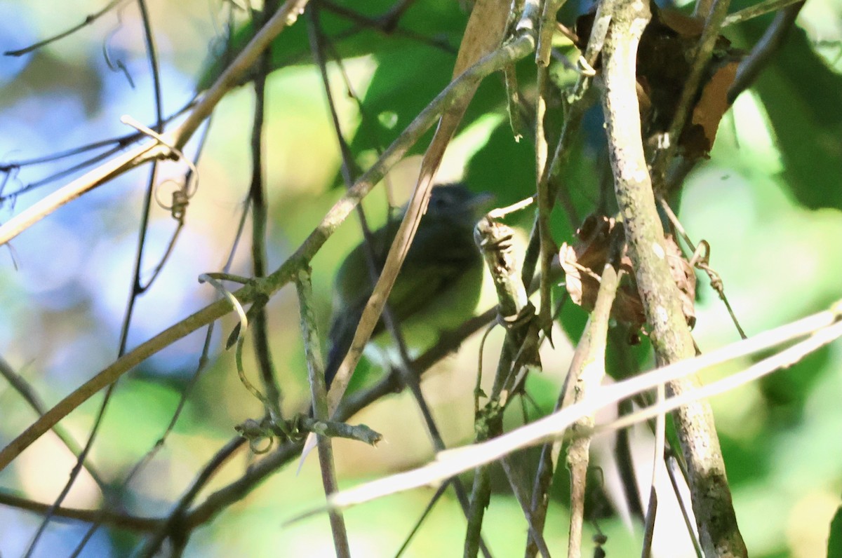 Sepia-capped Flycatcher - ML640146772