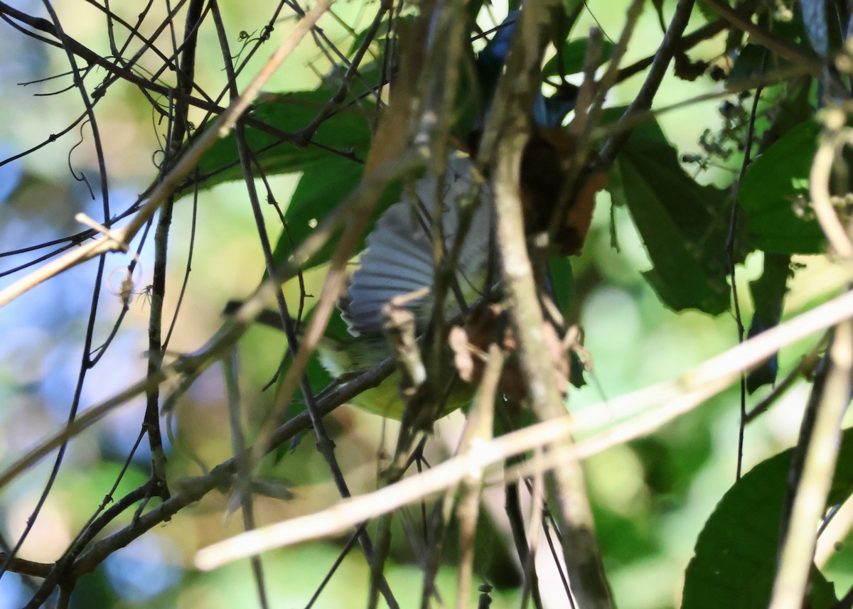Sepia-capped Flycatcher - ML640146776