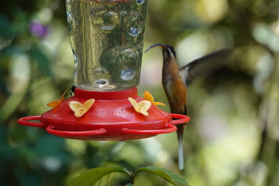 Tawny-bellied Hermit - ML640146801
