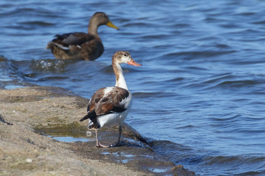 husice liščí - ML640146824