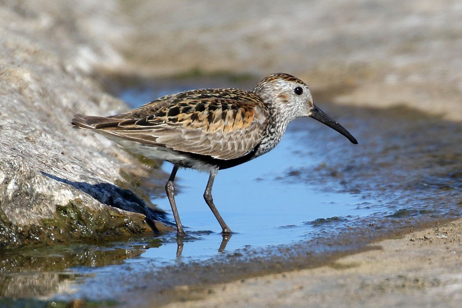 jespák obecný - ML640146828