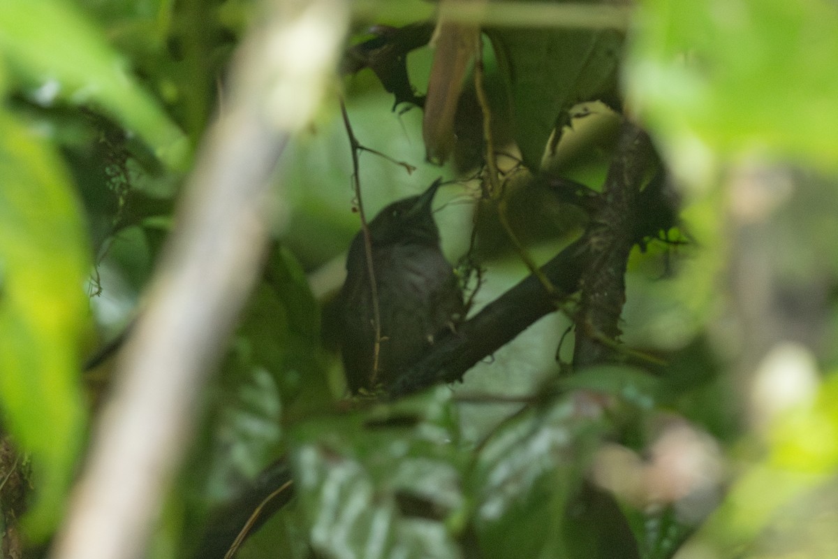 Silvery-fronted Tapaculo - ML640146829