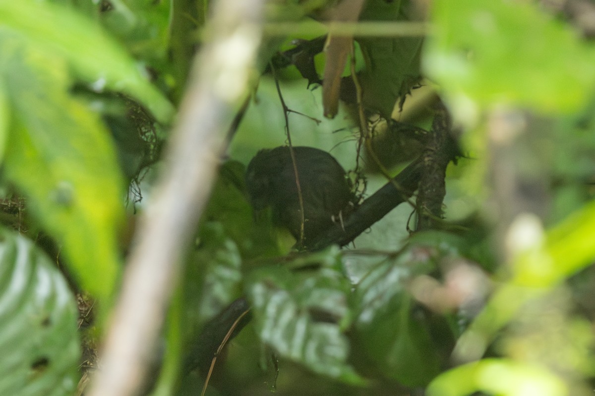 Silvery-fronted Tapaculo - ML640146835
