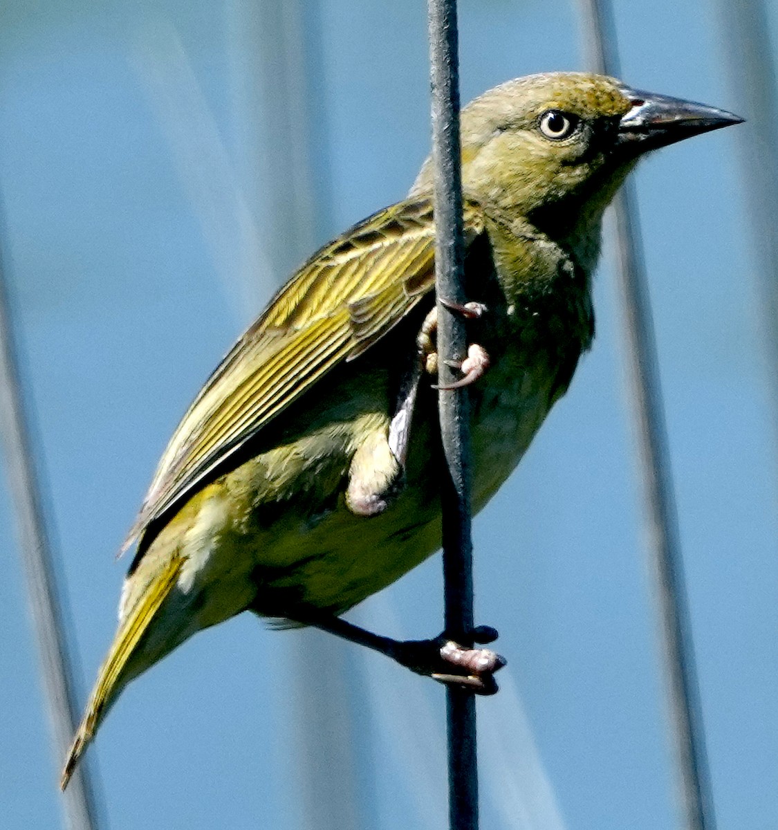 Cape Weaver - ML640146841