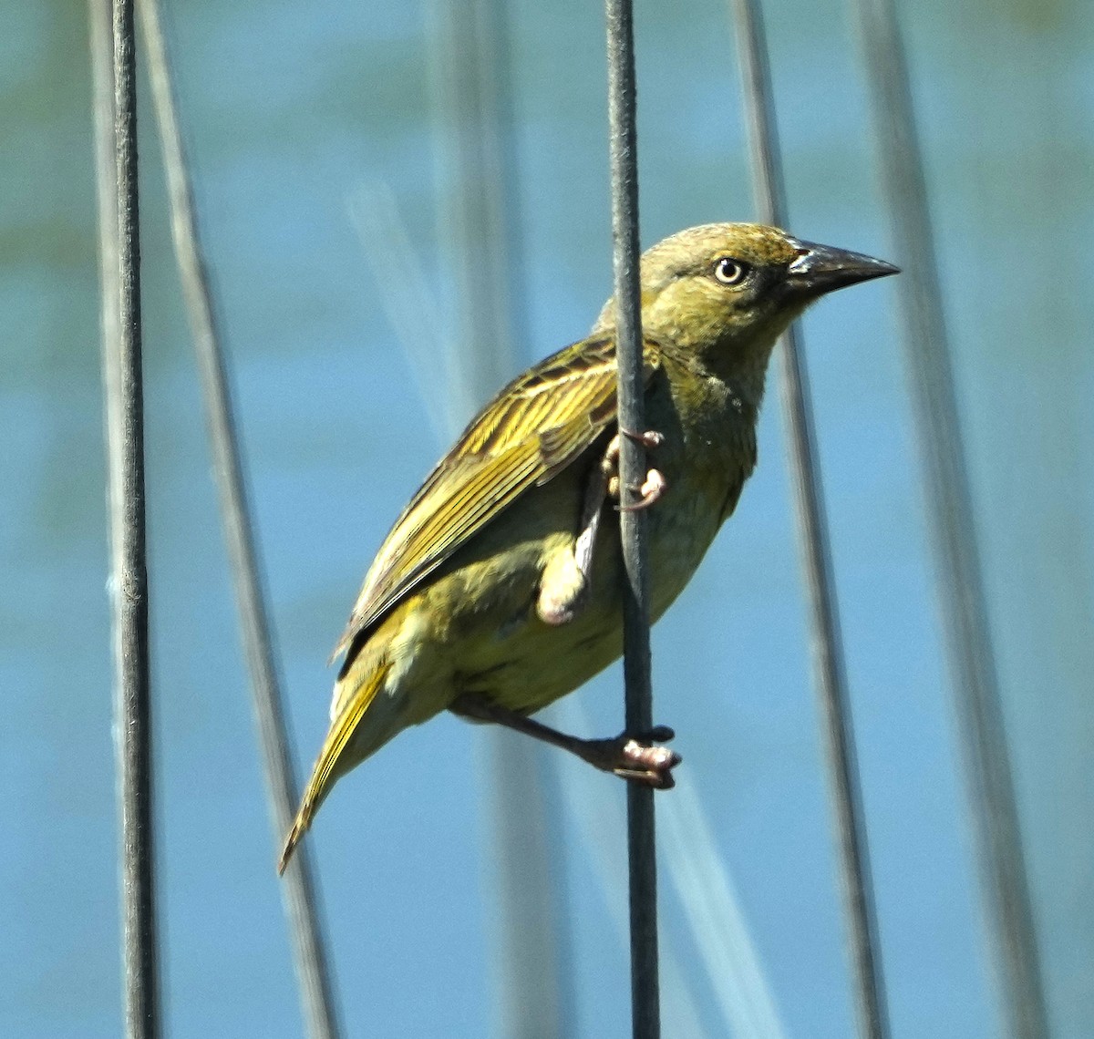 Cape Weaver - ML640146842