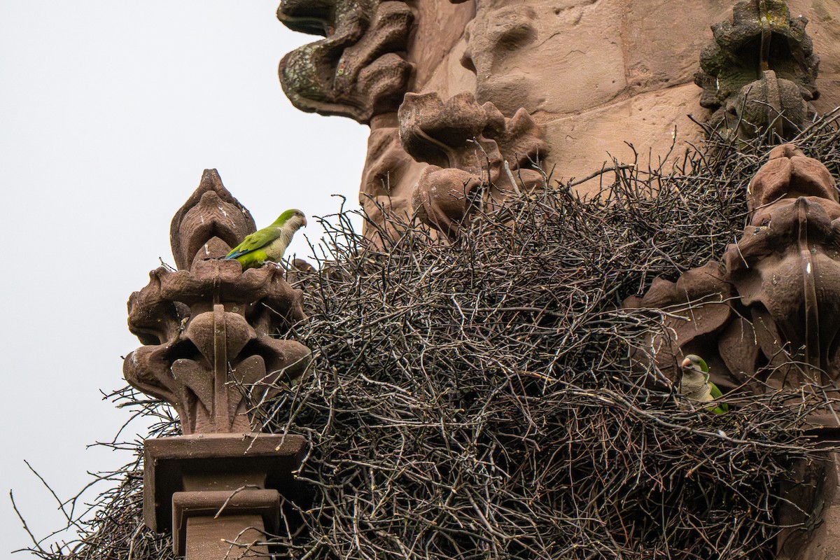 Monk Parakeet - ML640146843
