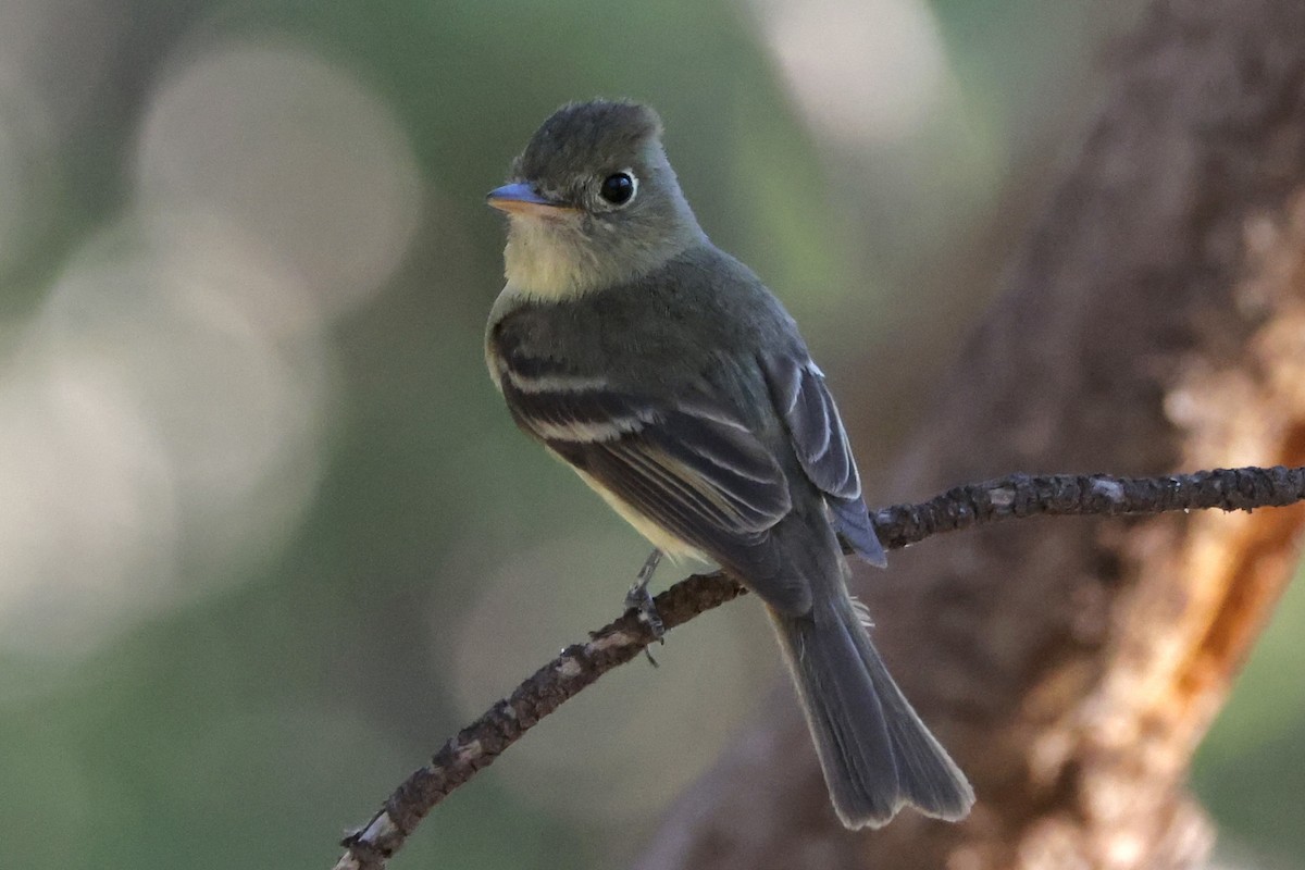 Western Flycatcher (Cordilleran) - ML640146845